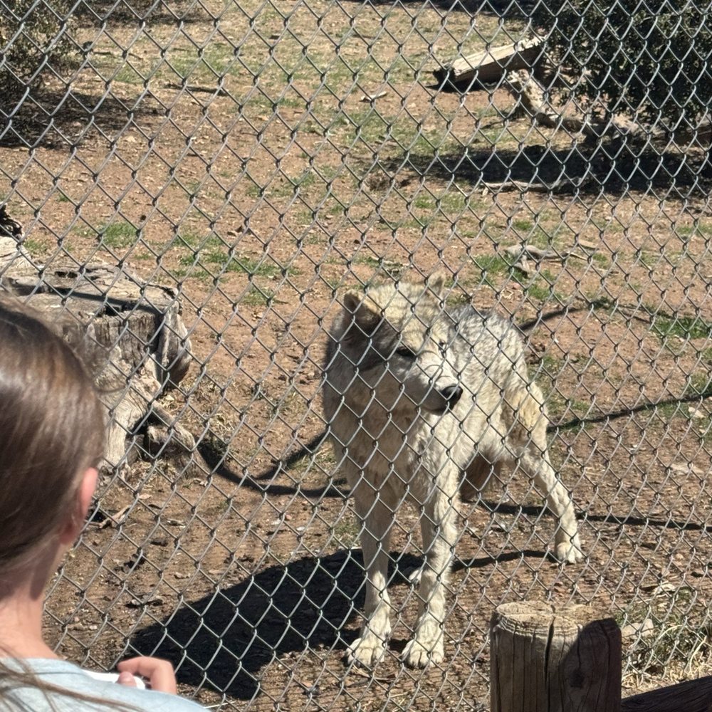 California Wolf Center - Zoos Near Me - Julian, California California Wolf Center - Zoos Near Me - Julian, California
