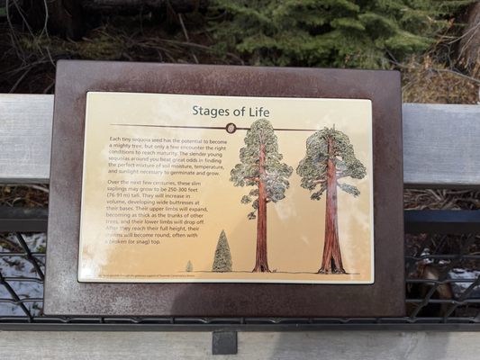 Mariposa Grove by null