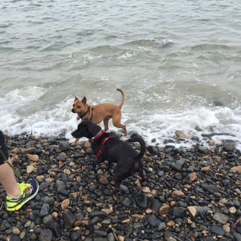 Marginal Way Preservation Fund - Dogs having fun on the beach off Marginal Way - Community Service/Non-Profit Near Me - Ogunquit, Maine