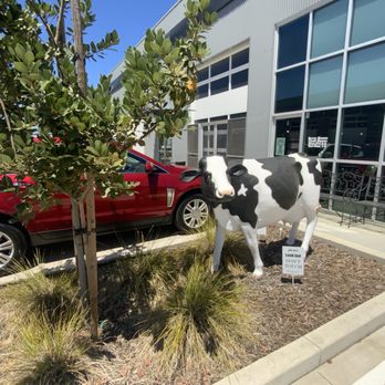 Brew House Coffee - The Cow - Coffee & Tea Near Me - Lodi, California Brew House Coffee - The Cow - Coffee & Tea Near Me - Lodi, California