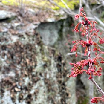 Pinnacles Hiking Trails - Hiking Near Me - Berea, Kentucky