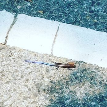 Billy Goat Trail - Section  A - A Lizard who's tail matched the blue car behind it. I  this!! - Parks Near Me - Potomac, Maryland