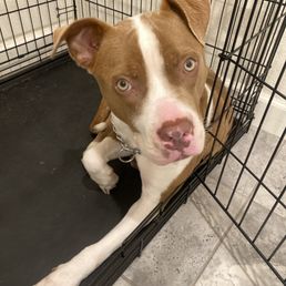 Copper the pittie! Copper the pittie!
