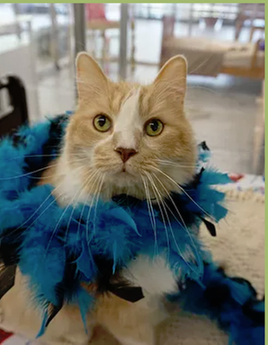 The Cat's Meow by null