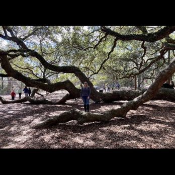 Angel Oak - Parks Near Me - Johns Island, South Carolina