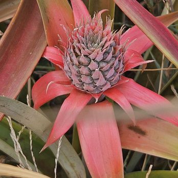 Maui Pineapple Tour - Flower - Tours Near Me - Makawao, Hawaii