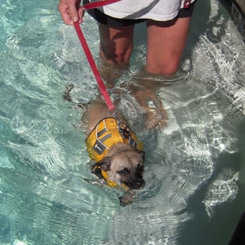 Cutting Edge K9 rehab - Captain Rockin Water Rehab with Trish!!!! - Pet Services Near Me - Del Mar, California Cutting Edge K9 rehab - Captain Rockin Water Rehab with Trish!!!! - Pet Services Near Me - Del Mar, California