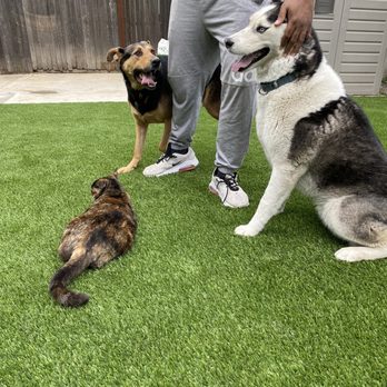 Preferred Turf - Everyone is happy - Artificial Turf Near Me Preferred Turf - Everyone is happy - Artificial Turf Near Me