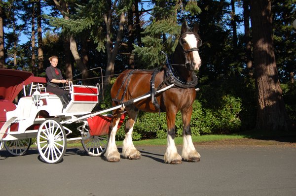 tally ho carriage tours