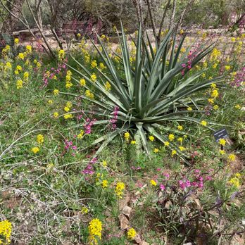 Tohono Chul - March flowers - Museums Near Me - Tucson, Arizona Tohono Chul - March flowers - Museums Near Me - Tucson, Arizona