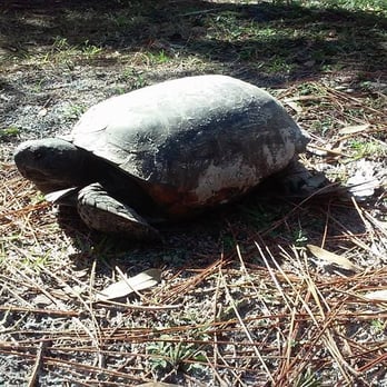 Donald McDonald Campground - Gopher Tortoise - Campgrounds Near Me - Sebastian, Florida