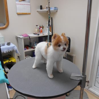 Little Poochies - Roxy all finished - Pet Groomers Near Me - Auburn, Washington Little Poochies - Roxy all finished - Pet Groomers Near Me - Auburn, Washington