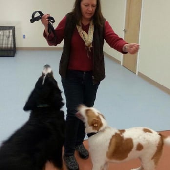 Bedminster Canine Kamp - The dogs play all day long except when they are ready to rest. - Pet Sitting Near Me - Pipersville, Pennsylvania Bedminster Canine Kamp - The dogs play all day long except when they are ready to rest. - Pet Sitting Near Me - Pipersville, Pennsylvania