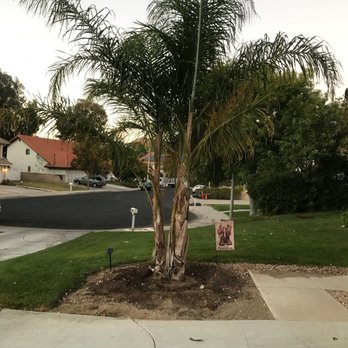 Ceron Landscaping - Palm trees - Tree Services Near Me Ceron Landscaping - Palm trees - Tree Services Near Me