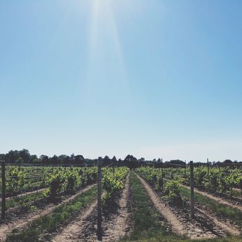 Firelands Winery - rows of vines in a vineyard - Wineries Near Me - Sandusky, Ohio Firelands Winery - rows of vines in a vineyard - Wineries Near Me - Sandusky, Ohio