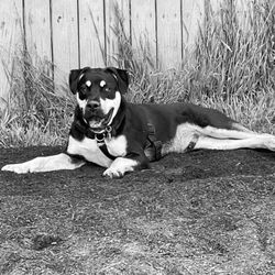 Upper Douglass Dog Park