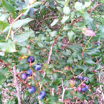 Isham Family Farm - Blueberries on the bush - Do-It-Yourself Food Near Me - Williston, Vermont Isham Family Farm - Blueberries on the bush - Do-It-Yourself Food Near Me - Williston, Vermont
