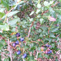 Isham Family Farm - Blueberries on the bush