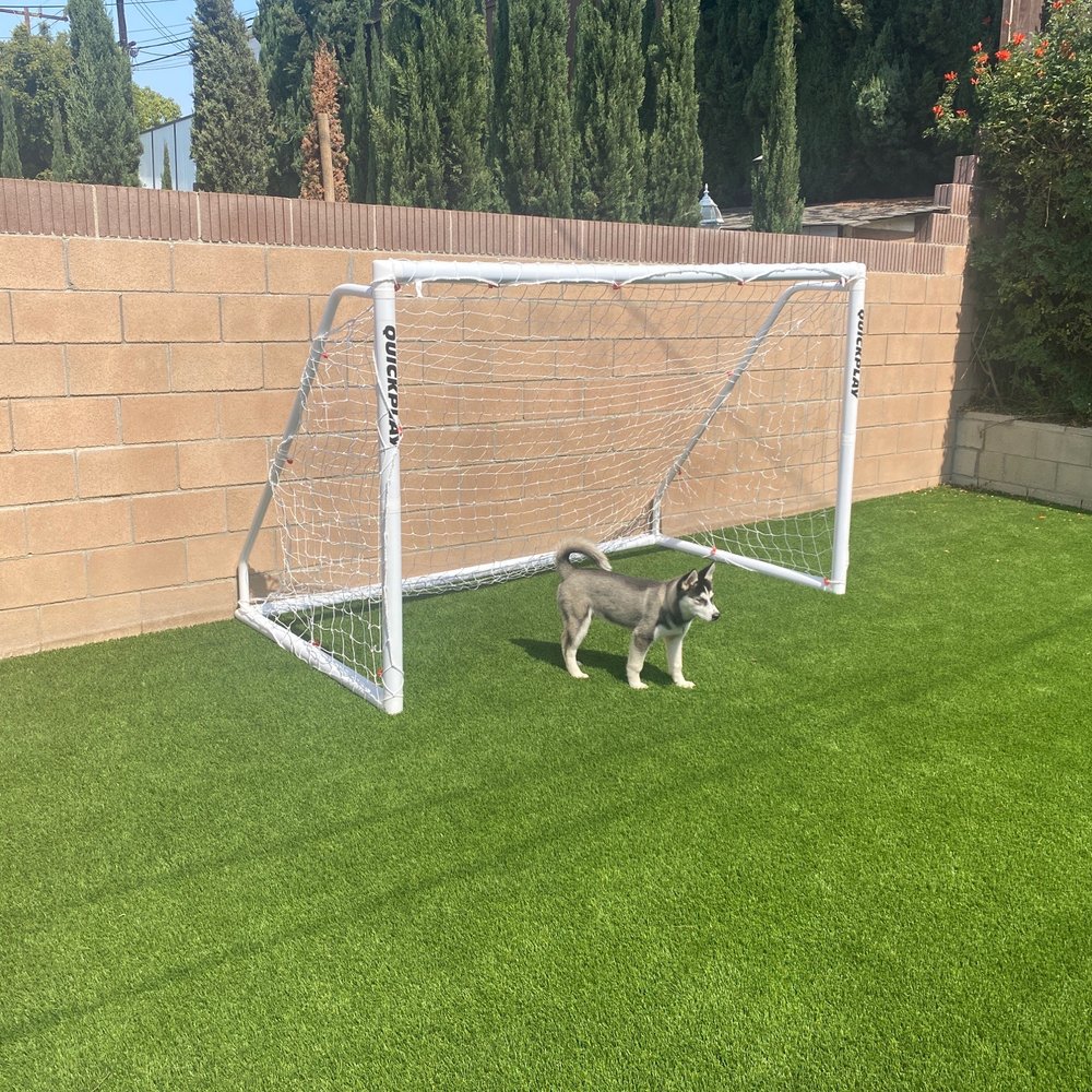 Dog, Soccer goal, Turf