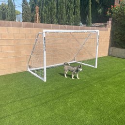 Dog, Soccer goal, Turf Dog, Soccer goal, Turf
