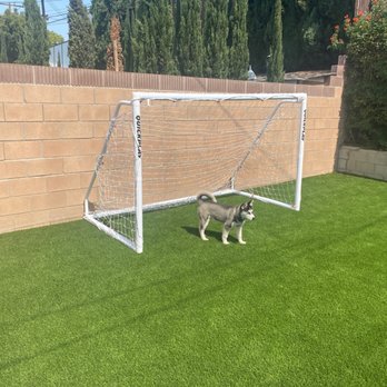 GoGreen Artificial Turf - Dog, Soccer goal, Turf - Artificial Turf Near Me GoGreen Artificial Turf - Dog, Soccer goal, Turf - Artificial Turf Near Me