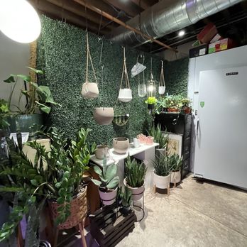 Rooted Living - More hanging plants and pottery - Nurseries & Gardening Near Me - Chicago, Illinois