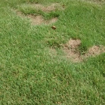 Paul's Lawn Service - These are a few of the deep ruts that Paul dug and left in my front lawn. - Landscaping Near Me - Millsboro, Delaware Paul's Lawn Service - These are a few of the deep ruts that Paul dug and left in my front lawn. - Landscaping Near Me - Millsboro, Delaware