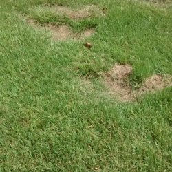 Paul's Lawn Service - These are a few of the deep ruts that Paul dug and left in my front lawn.