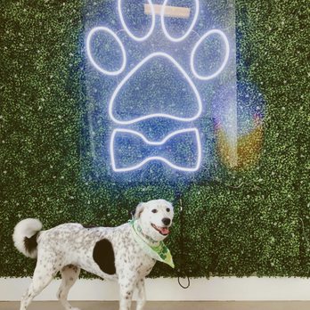Paws At Main - Callie - Pet Groomers Near Me - Corona, California Paws At Main - Callie - Pet Groomers Near Me - Corona, California