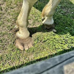 Farmland Animal Park - The poor untrimmed hoof over their horse! Goes to show they dont care for the animals!
