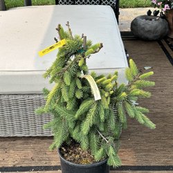 Conifer Kingdom - The Tree I received from Conifer Kingdom