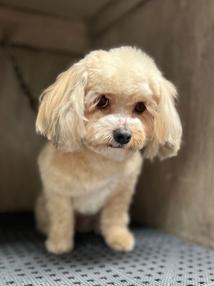 POSH PET SALON Updated September 2024 102 Photos & 38 Reviews