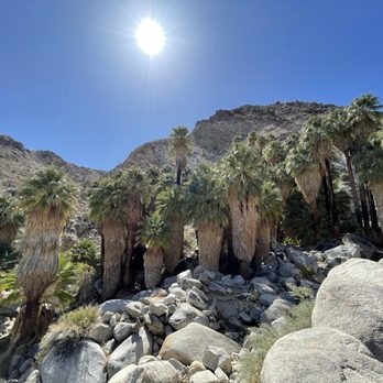 Fortynine Palms Oasis - 49 palms oasis - Hiking Near Me - Twentynine Palms, California