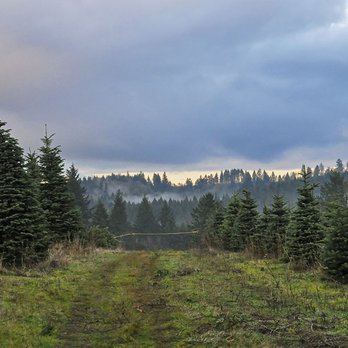 Butte Creek Tree Farm - Christmas Trees Near Me - Molalla, Oregon