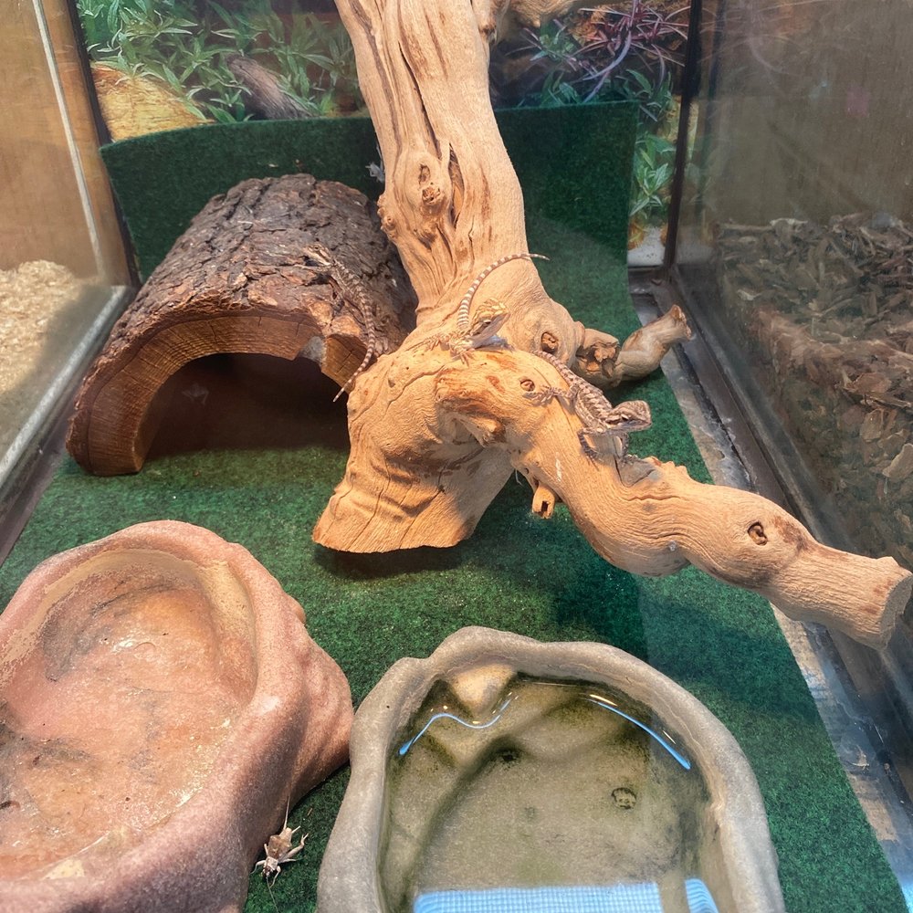Elliotts For Pets - Baby bearded Dragons - Pet Stores Near Me - Riverside, California Elliotts For Pets - Baby bearded Dragons - Pet Stores Near Me - Riverside, California