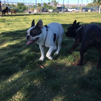Kellogg Zaher Dog Park - Dog Parks Near Me - Las Vegas, Nevada Kellogg Zaher Dog Park - Dog Parks Near Me - Las Vegas, Nevada