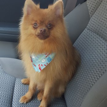 The Puppy Shop - Pet Groomers Near Me - Berwyn, Illinois