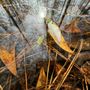 Photo of Francis Marion National Forest