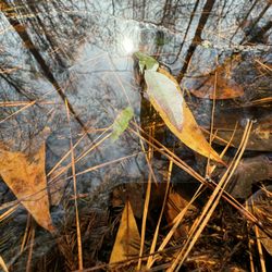 Francis Marion National Forest
