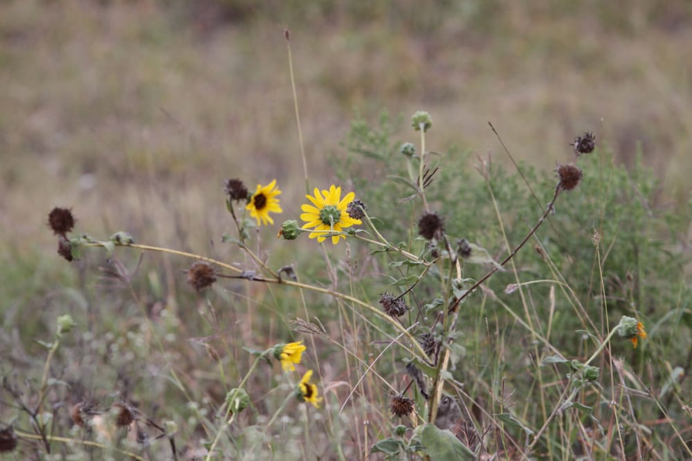 Hidden Springs Equestrian Center - equestrian in Converse, TX