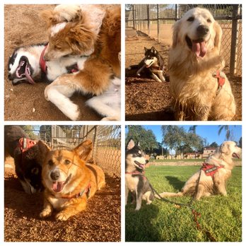 Karma Dog Training - Loki had so much fun at puppy camp! - Pet Training Near Me