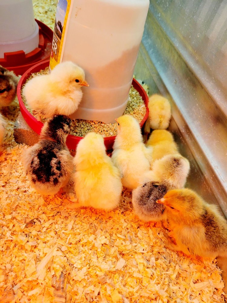 SAWYER’S ACE HARDWARE AND RENTAL Updated October 2024 20 Photos