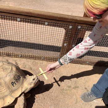 Rooster Cogburn Ostrich Ranch - The tortoises were awesome!!! - Petting Zoos Near Me - Picacho, Arizona Rooster Cogburn Ostrich Ranch - The tortoises were awesome!!! - Petting Zoos Near Me - Picacho, Arizona