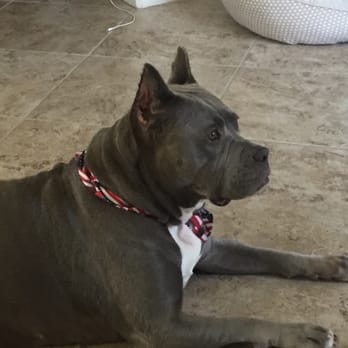 Essential Grooming - Pet Groomers Near Me - Santee, California