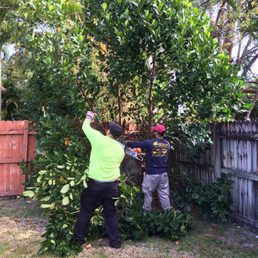 Removing a jack fruit tree that caused me headaches every summer.