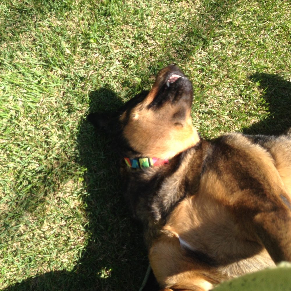 Peaceful Passage - Harley frolicking in the grass - Pet Services Near Me Peaceful Passage - Harley frolicking in the grass - Pet Services Near Me