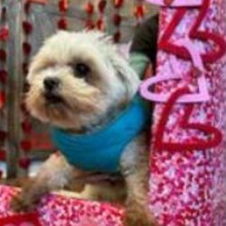 Mohegan Lake Veterinary Hospital - Munchkin my Maltese