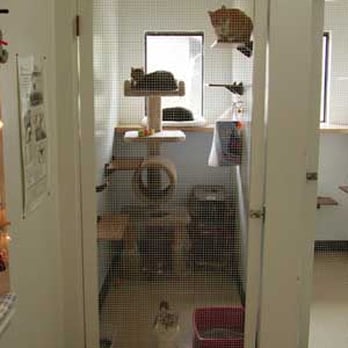 The Cat House - Pet Sitting Near Me - Loveland, Colorado The Cat House - Pet Sitting Near Me - Loveland, Colorado
