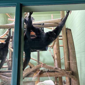 Idaho Falls Zoo - A Gray Gibbon - Zoos Near Me - Idaho Falls, Idaho Idaho Falls Zoo - A Gray Gibbon - Zoos Near Me - Idaho Falls, Idaho