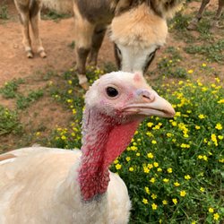 Lakota Ranch Farm Store - Turkeys and chickens